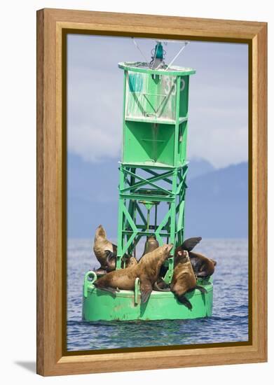 Steller Sea Lions on Buoy in Alaska-null-Framed Premier Image Canvas