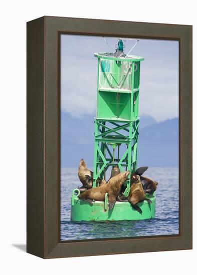 Steller Sea Lions on Buoy in Alaska-null-Framed Premier Image Canvas