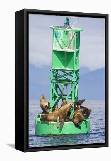 Steller Sea Lions on Buoy in Alaska-null-Framed Premier Image Canvas