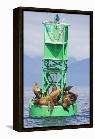 Steller Sea Lions on Buoy in Alaska-null-Framed Premier Image Canvas