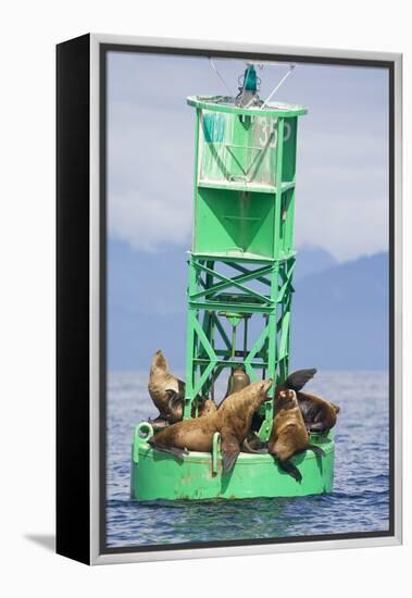 Steller Sea Lions on Buoy in Alaska-null-Framed Premier Image Canvas