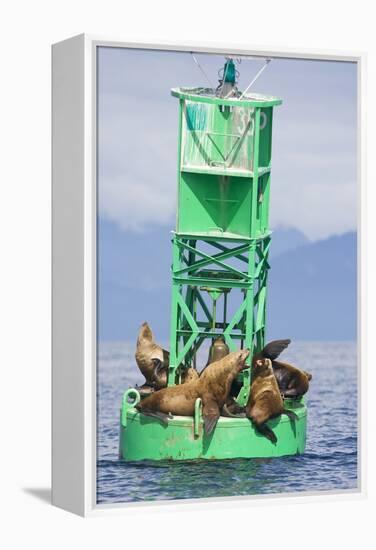 Steller Sea Lions on Buoy in Alaska-null-Framed Premier Image Canvas