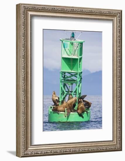 Steller Sea Lions on Buoy in Alaska-null-Framed Photographic Print