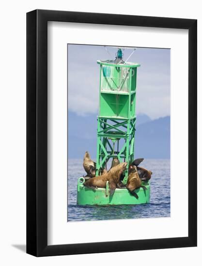 Steller Sea Lions on Buoy in Alaska-null-Framed Photographic Print