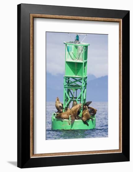 Steller Sea Lions on Buoy in Alaska-null-Framed Photographic Print