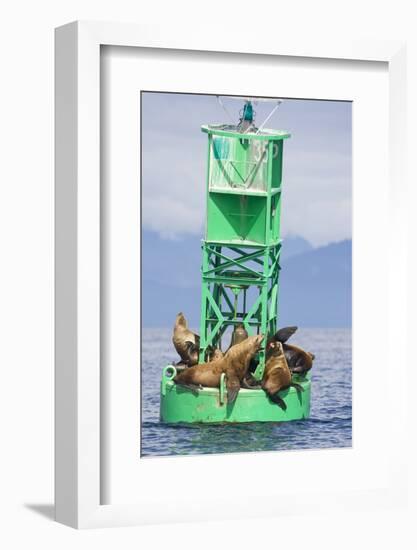 Steller Sea Lions on Buoy in Alaska-null-Framed Photographic Print