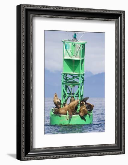 Steller Sea Lions on Buoy in Alaska-null-Framed Photographic Print