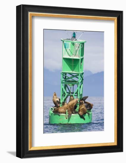 Steller Sea Lions on Buoy in Alaska-null-Framed Photographic Print