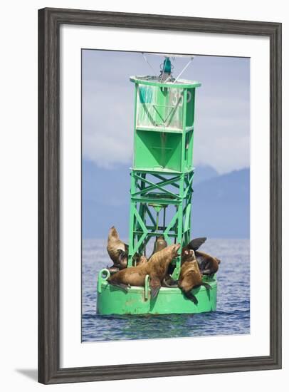 Steller Sea Lions on Buoy in Alaska-null-Framed Photographic Print