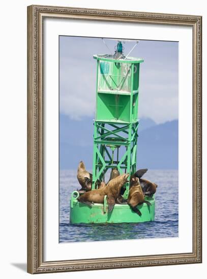 Steller Sea Lions on Buoy in Alaska-null-Framed Photographic Print