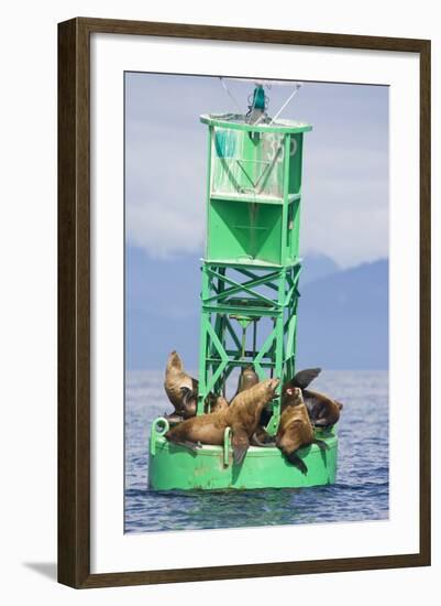 Steller Sea Lions on Buoy in Alaska--Framed Photographic Print