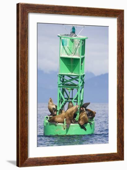 Steller Sea Lions on Buoy in Alaska-null-Framed Photographic Print