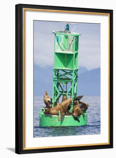 Steller Sea Lions on Buoy in Alaska-null-Framed Photographic Print