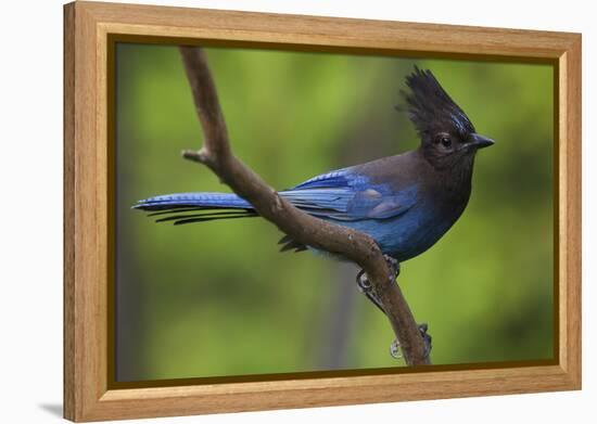 Stellers Jay-Ken Archer-Framed Premier Image Canvas