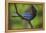 Stellers Jay-Ken Archer-Framed Premier Image Canvas