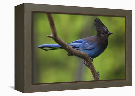 Stellers Jay-Ken Archer-Framed Premier Image Canvas