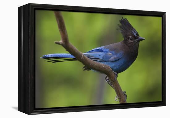 Stellers Jay-Ken Archer-Framed Premier Image Canvas