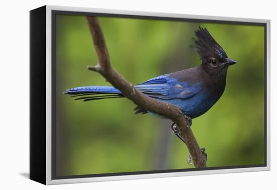 Stellers Jay-Ken Archer-Framed Premier Image Canvas