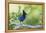 Stellers Jay-Ken Archer-Framed Premier Image Canvas