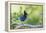 Stellers Jay-Ken Archer-Framed Premier Image Canvas