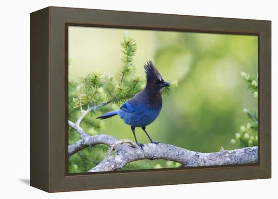 Stellers Jay-Ken Archer-Framed Premier Image Canvas