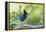 Stellers Jay-Ken Archer-Framed Premier Image Canvas