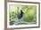 Stellers Jay-Ken Archer-Framed Photographic Print