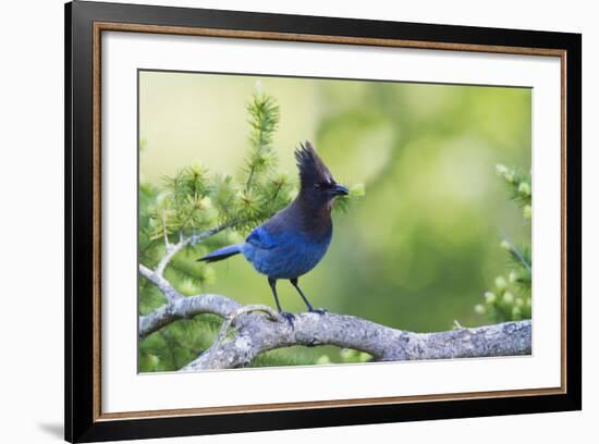 Stellers Jay-Ken Archer-Framed Photographic Print