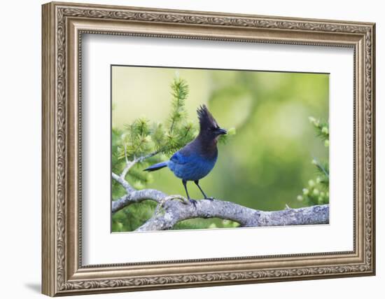 Stellers Jay-Ken Archer-Framed Photographic Print