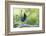 Stellers Jay-Ken Archer-Framed Photographic Print