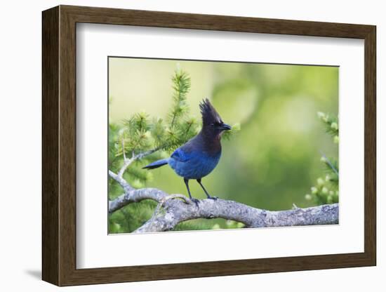 Stellers Jay-Ken Archer-Framed Photographic Print