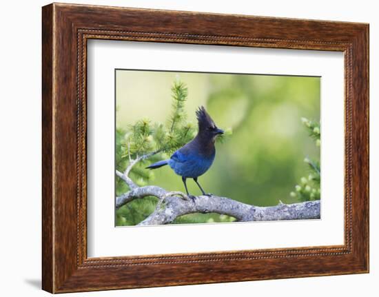 Stellers Jay-Ken Archer-Framed Photographic Print