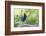 Stellers Jay-Ken Archer-Framed Photographic Print