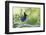 Stellers Jay-Ken Archer-Framed Photographic Print