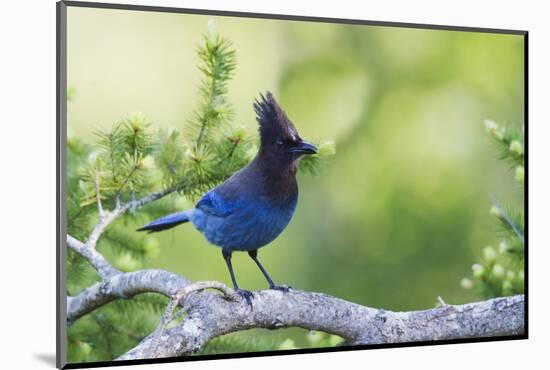 Stellers Jay-Ken Archer-Mounted Photographic Print