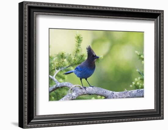 Stellers Jay-Ken Archer-Framed Photographic Print