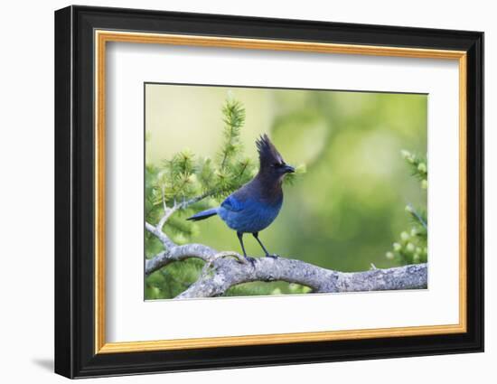 Stellers Jay-Ken Archer-Framed Photographic Print