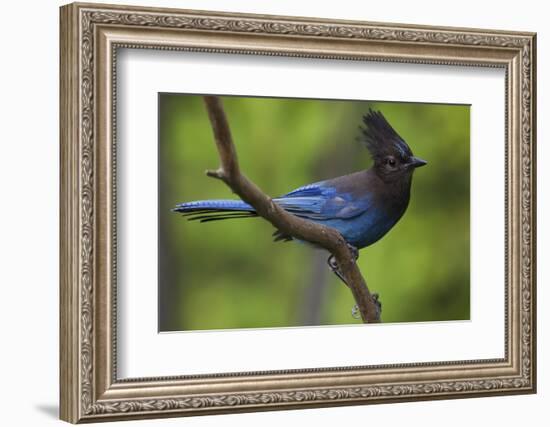 Stellers Jay-Ken Archer-Framed Photographic Print