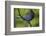 Stellers Jay-Ken Archer-Framed Photographic Print