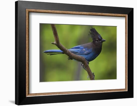 Stellers Jay-Ken Archer-Framed Photographic Print