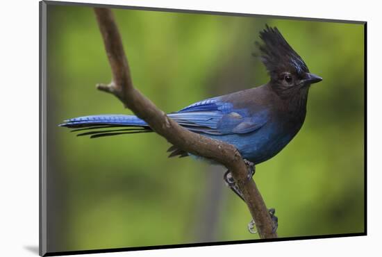 Stellers Jay-Ken Archer-Mounted Photographic Print