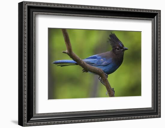 Stellers Jay-Ken Archer-Framed Photographic Print