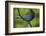 Stellers Jay-Ken Archer-Framed Photographic Print