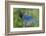 Stellers Jay-Ken Archer-Framed Photographic Print