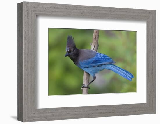 Stellers Jay-Ken Archer-Framed Photographic Print