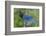 Stellers Jay-Ken Archer-Framed Photographic Print