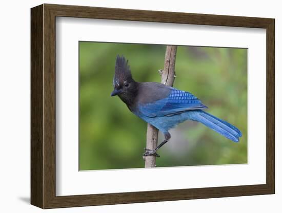 Stellers Jay-Ken Archer-Framed Photographic Print