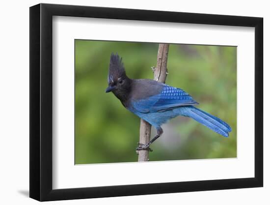 Stellers Jay-Ken Archer-Framed Photographic Print