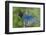 Stellers Jay-Ken Archer-Framed Photographic Print