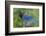 Stellers Jay-Ken Archer-Framed Photographic Print